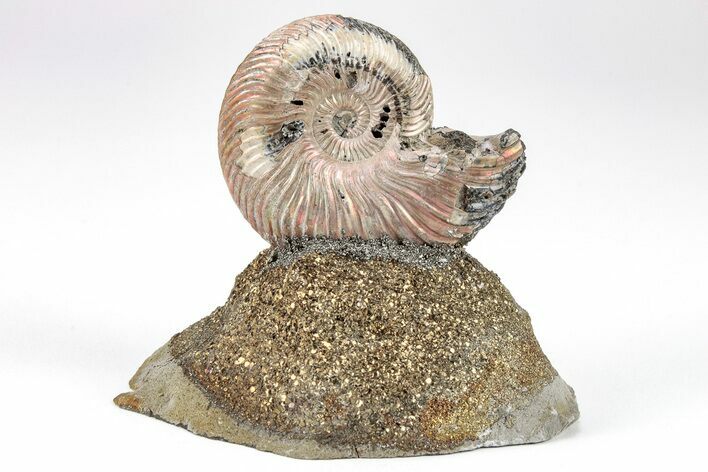 Iridescent, Pyritized Ammonite (Quenstedticeras) Fossil Display #209452